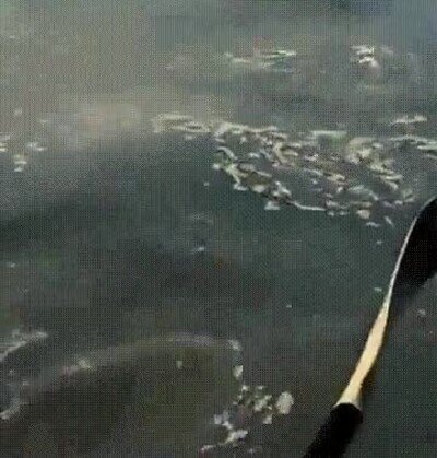 Enlace a Lo más peligroso que puedes ver en una canoa