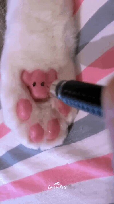 Enlace a Lo más adorable que verás en todo el día