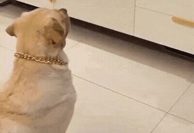 perro,pinta,tele