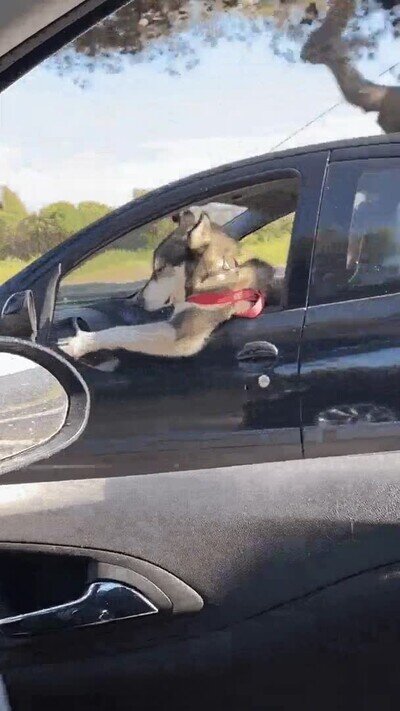 Enlace a Lo último que esperaba ver en la carretera