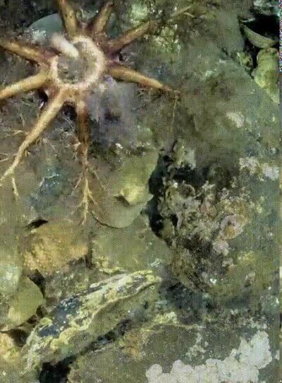Enlace a Prueba de que los alien existen en la vida real