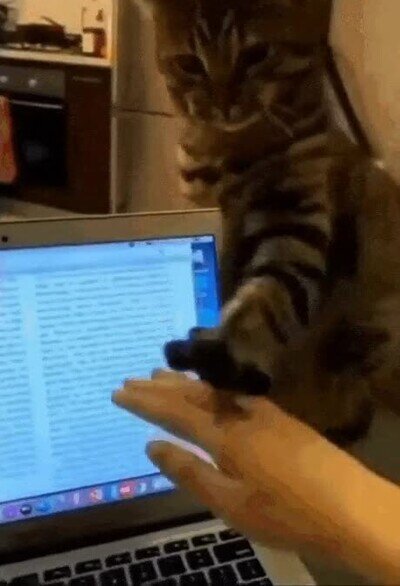 Enlace a El gato que no deja que te distraigas en el trabajo