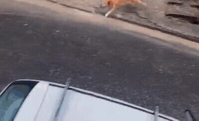 Enlace a El perro más contento del mundo