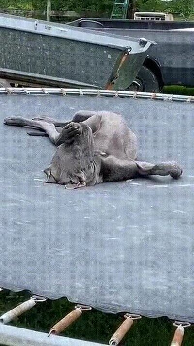 Enlace a Las mejores siestas son encima de un trampolín