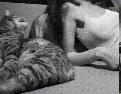 Enlace a Los gatos repiten todo lo que hace