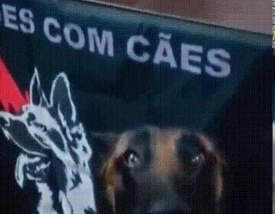 Enlace a El perro sabe algo