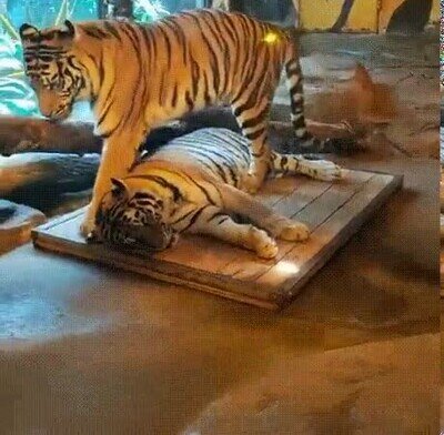 Enlace a Los animales también tienen sitios designados