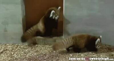 Enlace a Pandas rojos...Unos bichejos preciosos...