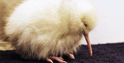 Enlace a Kiwi ! Aparte de una fruta son este animal tan mono ( y el gentilicio de los Neozelandeses)