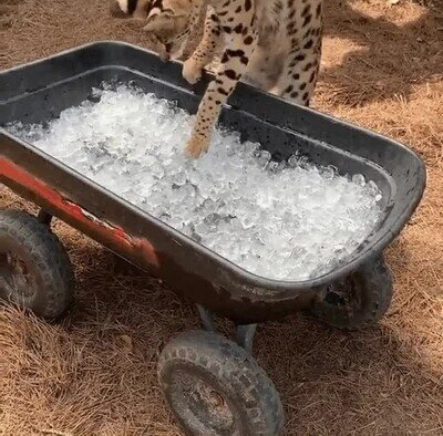 Enlace a La primera vez de un Ocelote viendo hielo
