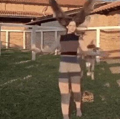 Enlace a Los animales imitan todo lo que ven