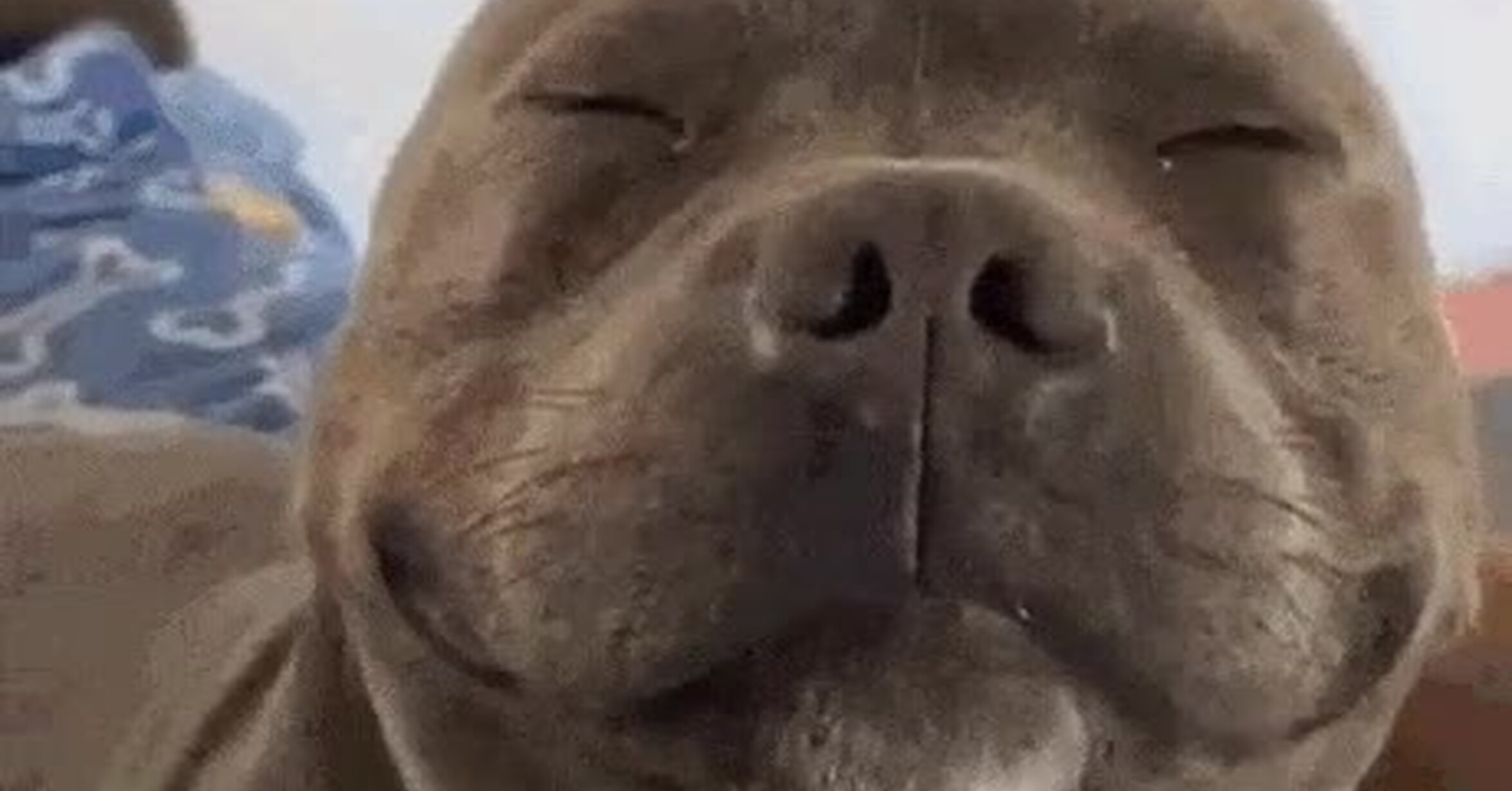 Lo más adorable que verás en todo el día
