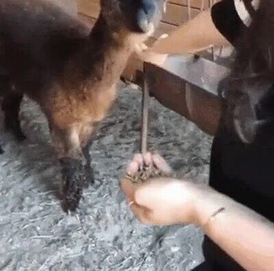 Enlace a La llama más molona que has visto nunca