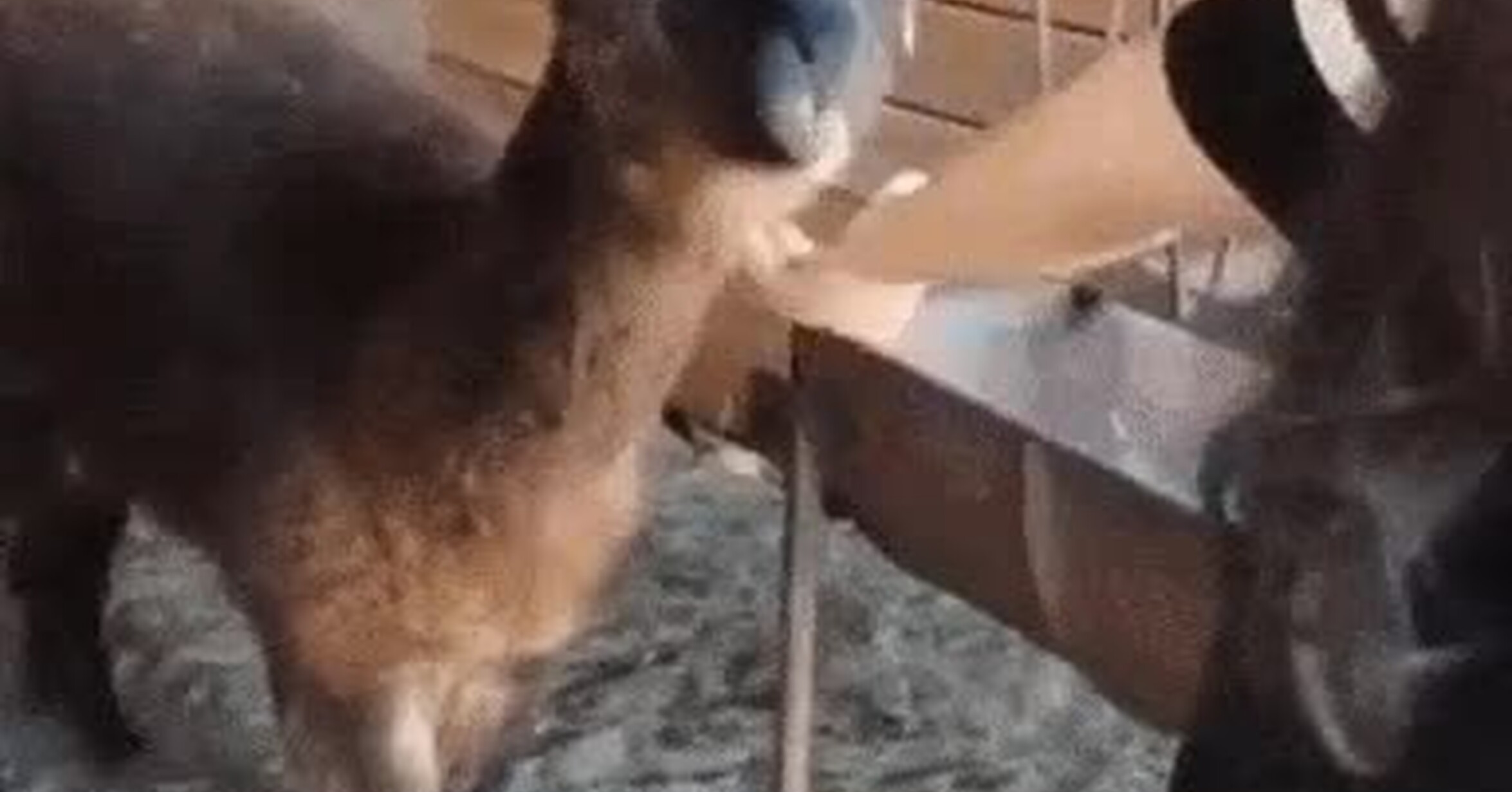 La llama más molona que has visto nunca