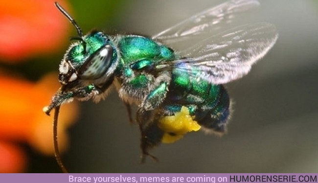 366 - EUGLOSSA BAZINGA - La abeja que debe su nombre científico a Sheldon Cooper