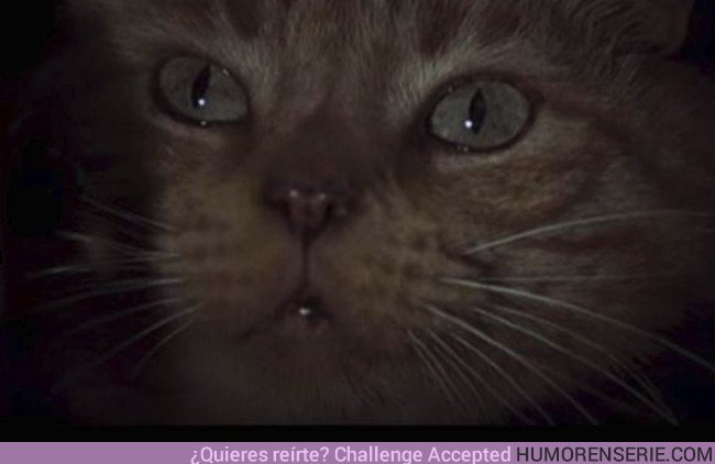 22775 - Día Internacional del Gato: Los 14 felinos más famosos del cine y televisión