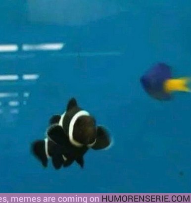 28575 - Buscando a Nemo según Netflix