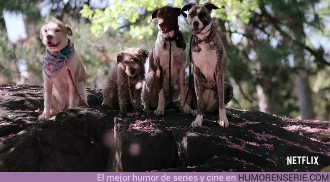 30758 - Llega a Netflix “Dogs”, un documental para los que creen que la vida no tiene sentido sin perro