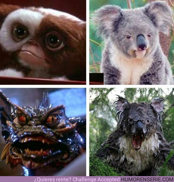 33595 - Los koalas son los Gremlins del mundo real.