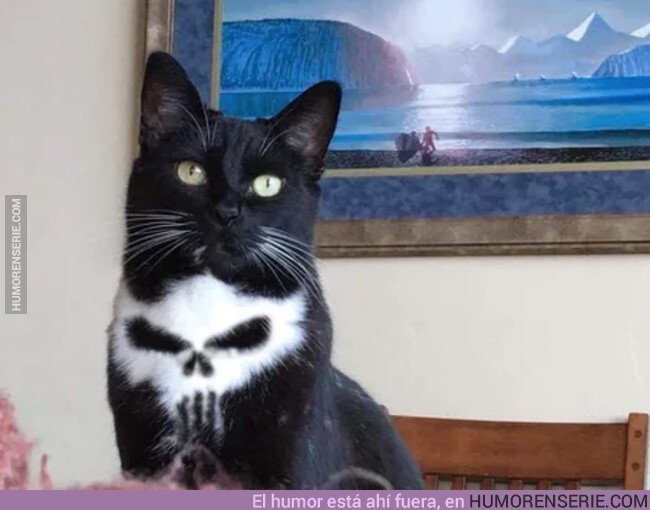 42454 - El gato de The Punisher