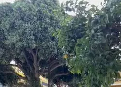 Agentes de Polic&iacute;a Nacional utilizan pistola t&aacute;ser con algunos conductores que se pelean por problemas de aparcamiento