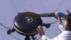 &iexcl;Ins&oacute;lita imagen en Indian Wells!? Un operario quita las abejas de la c&aacute;mara... &iexcl;Con una aspiradora!