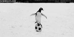 Enlace a GIF: Pepe vs Iniesta en versión pingüino