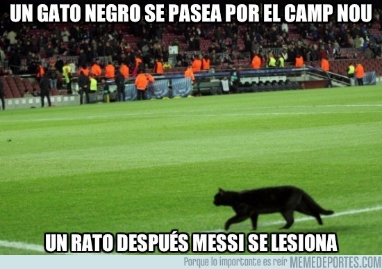 48558 - Un gato negro se pasea por el Camp Nou
