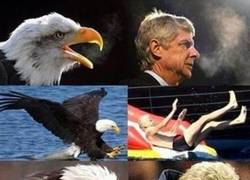 Enlace a Arsene Wenger y las águilas. Parecidos razonables