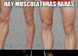 Enlace a Hay musculaturas raras