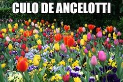 Enlace a Ancelotti no sólo tiene una flor en el culo, tiene todo un jardín