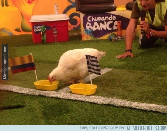 336654 - La gallina que acertó la victoria de Colombia