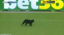Enlace a GIF: Se cuela un gato en el campo del Camp Nou que no quería perderse el inicio liguero