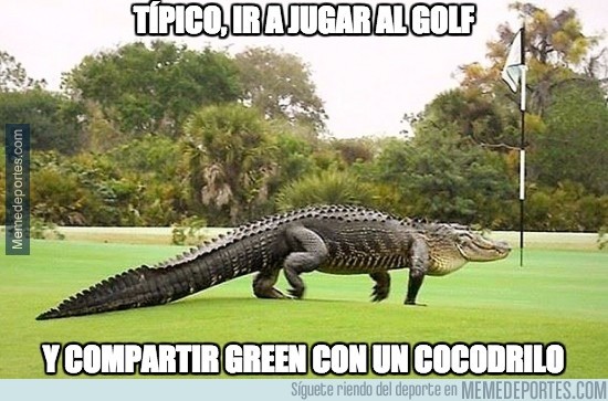 475261 - Típico, ir a jugar al golf y compartir green con un cocodrilo