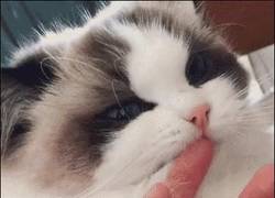 Enlace a GIF: Cuando Löw acaricia a su gato