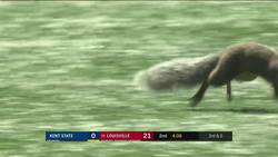 Enlace a Os presento a la nueva estrella de la NFL, ¡Squirrel!
