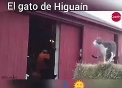 Enlace a El gato de Higuaín