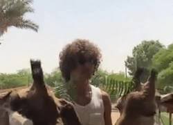 Enlace a ÉPICO: Una jirafa se come el pelo de David Luiz al confundirlo con comida