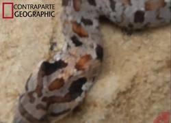 Enlace a Bautizan a esta serpiente como la Neymar