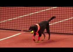 Enlace a En Brasil usan perros como recoge-pelotas de los partidos de tenis