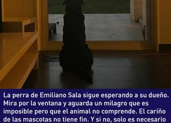 Enlace a La conmovedora historia de la perrita de Emiliano Sala tiene un final feliz