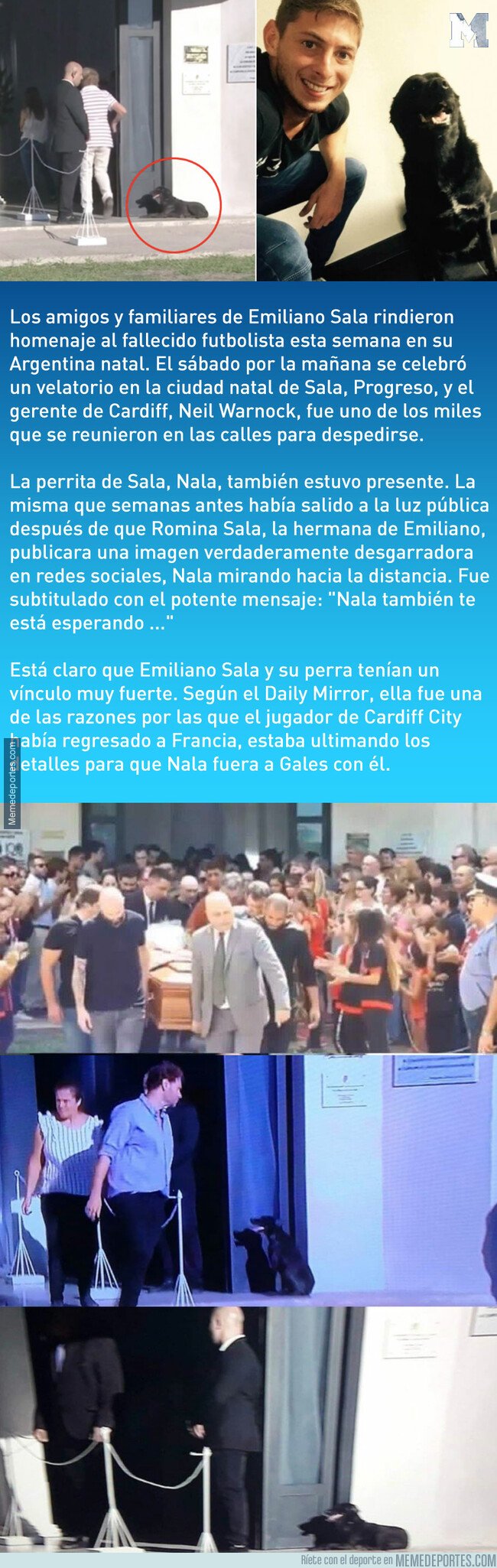 1064877 - La perra de Sala estuvo esperando fuera de su velatorio para decir adiós
