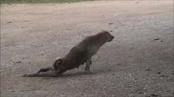 Enlace a La recuperación milagrosa del pubis de Messi para jugar contra el Espanyol