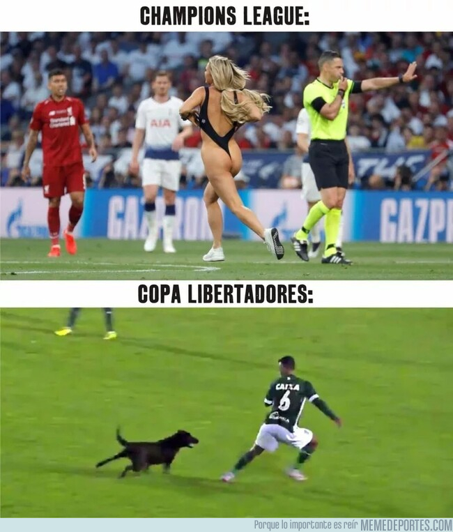 1077109 - Al menos al perro lo puedes acariciar