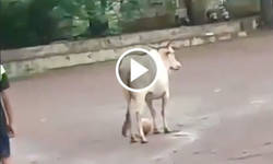 Enlace a El gran juego de pies de esta vaca con un gran futuro en el mundo del fútbol