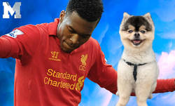 Enlace a Grave acusación contra Daniel Sturridge por no haber pagado supuestamente la recompensa que ofreció por su perro perdido