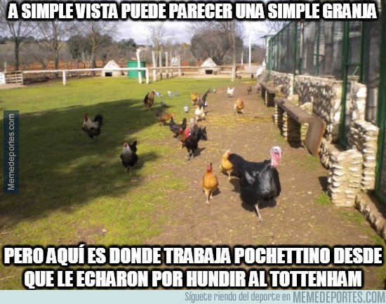 1093367 - Pochettino finalmente volvió a su granja