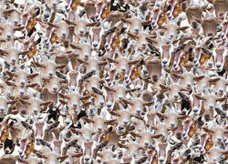 Enlace a Encuentra a Luquitas Vázquez