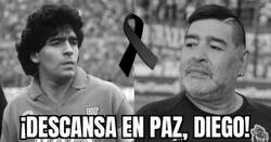 Enlace a Hasta siempre, Pelusa