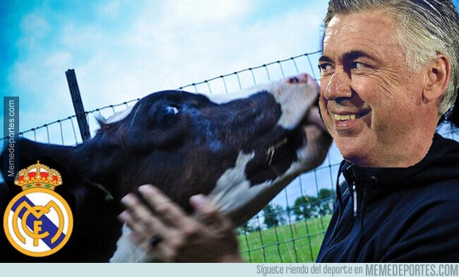 1136750 - Ancelotti vuelve al Madrid y las vacas sagradas no pueden estar más felices